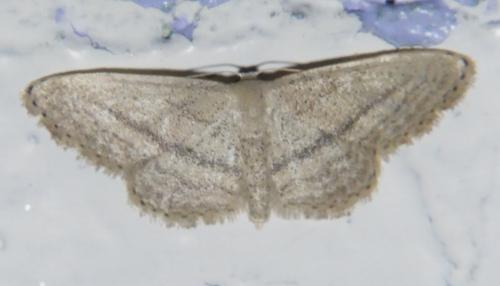 Idaea mediaria